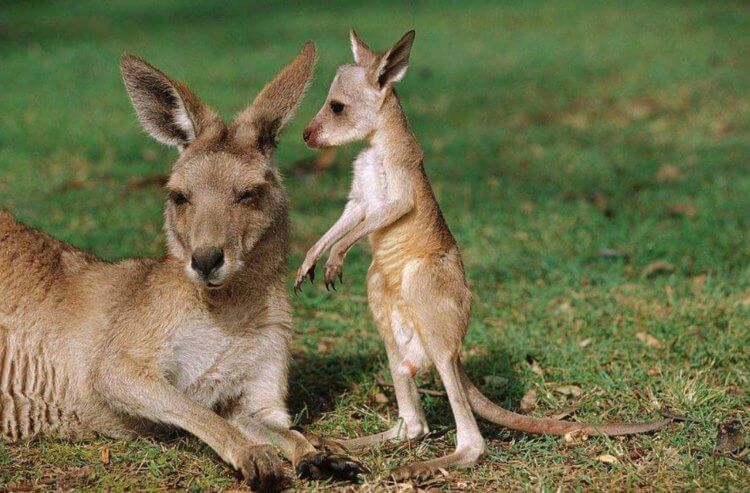 Как рождаются кенгуру — самые удивительные животные Австралии. Можете ли вы поверить в то, что при рождении кенгурята похожи на крошечных червячков? Фото.