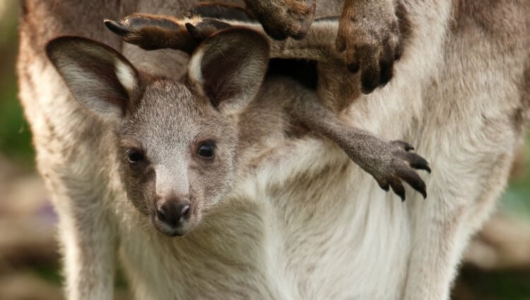 Как кенгуру становятся взрослыми. Если кенгуру высовывается из сумочки, значит, ему уже шесть месяцев. Фото.