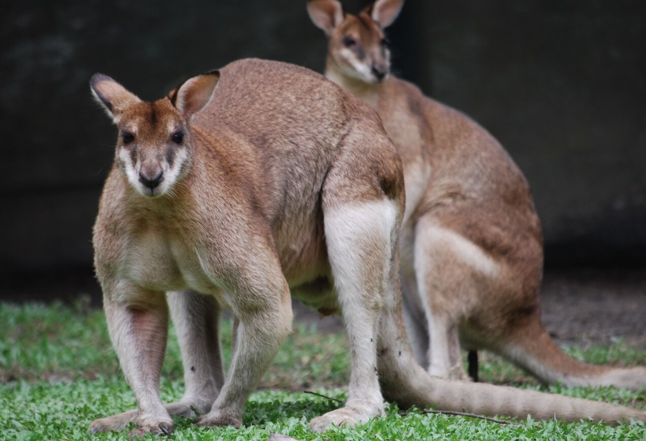 В размножении кенгуру нет ничего необычного, за исключением пары моментов. Фото.