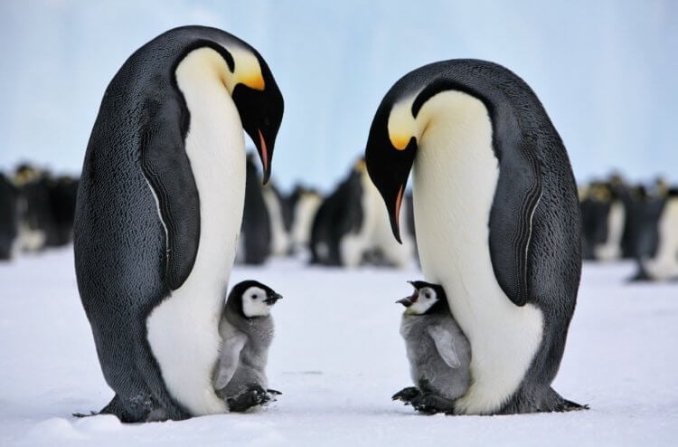 Какие животные страдают от вечных химикатов. Вечные химикаты были обнаружены даже в организмах пингвинов, которые живут далеко от заводов и других промышленных предприятий. Фото.