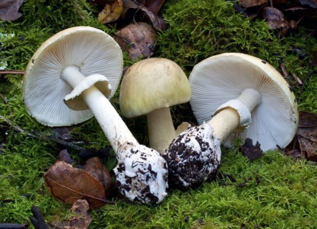 Самый ядовитый гриб в мире — где он растет и как воздействует на людей. Фото.
