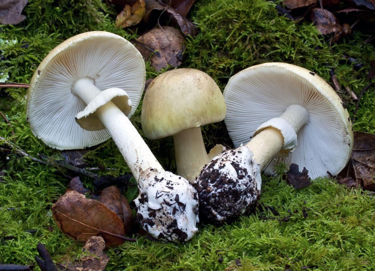 Самый ядовитый гриб в мире — где он растет и как воздействует на людей. Самый смертельно опасный гриб произрастает не далеко в тропиках — его можно встретить даже в России. Фото.