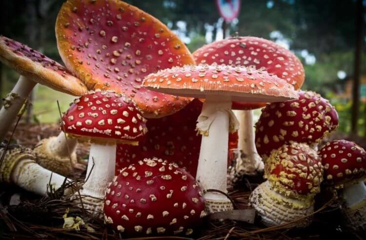 Почему грибы ядовитые. Ядовитые грибы предупреждают о своей опасности яркой расцветкой, но бледная поганка не дает таких знаков. Фото.
