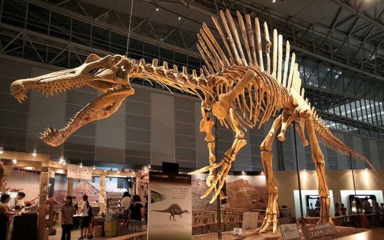 Ученые показали, как выглядел мозг самого крупного хищного динозавра