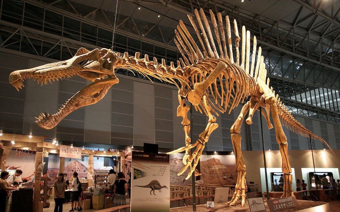 Какими были спинозавры. Полный скелет спинозавра. Фото.