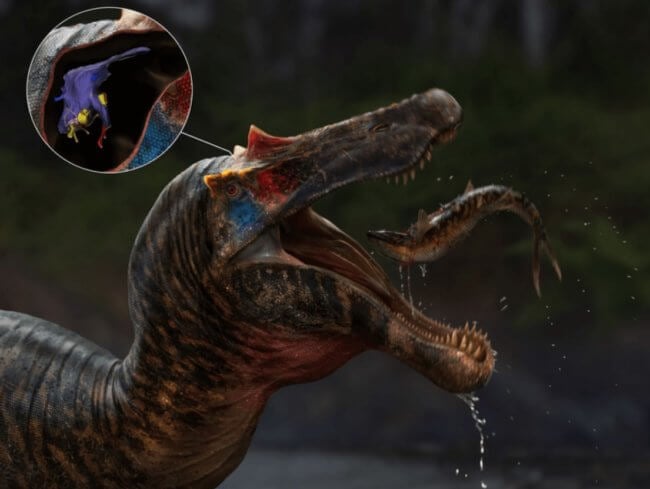 Ученые показали, как выглядел мозг самого крупного хищного динозавра. Фото.
