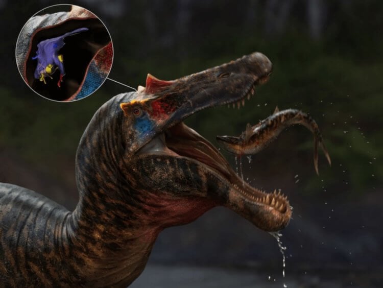 Ученые показали, как выглядел мозг самого крупного хищного динозавра. Спинозавры вели преимущественно водный образ жизни, но их мозг был таким же, как у других хищников. Фото.