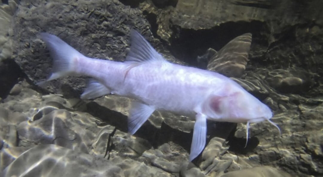 Пещерные рыбы — самые маленькие на Земле. Пещерная рыба вида Neolissochilus pnar. Фото.