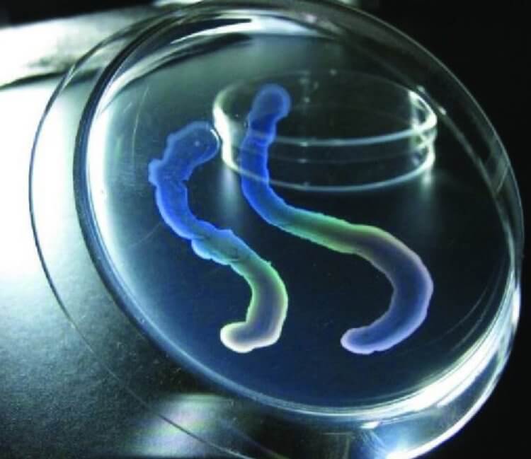 Пещерные бактерии умеющие объединяться в организм. Подсвеченный «организм», состоящий из бактерий HS-3. Фото.