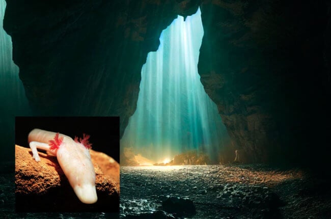 Подборка фотографий удивительных животных, которые обитают в темных пещерах. Фото.