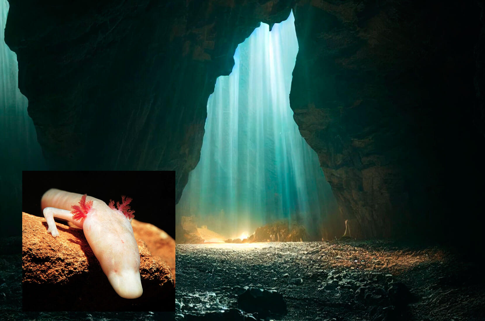 Подборка фотографий удивительных животных, которые обитают в темных пещерах. В глубинах пещер обитают животные, которые сильно отличаются от всех остальных. Фото.