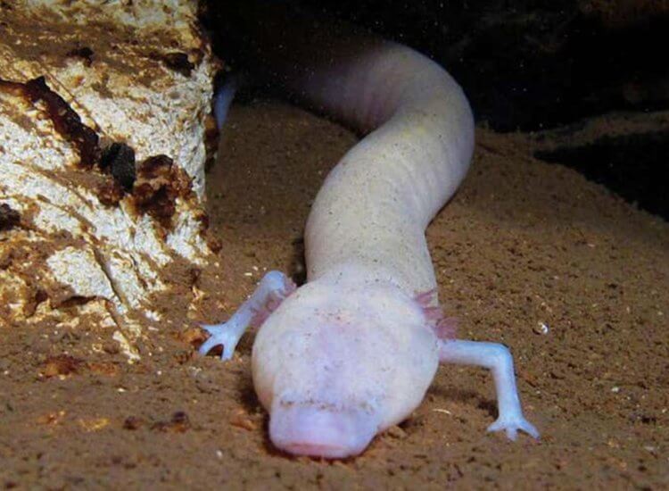 Подборка фотографий удивительных животных, которые обитают в темных пещерах