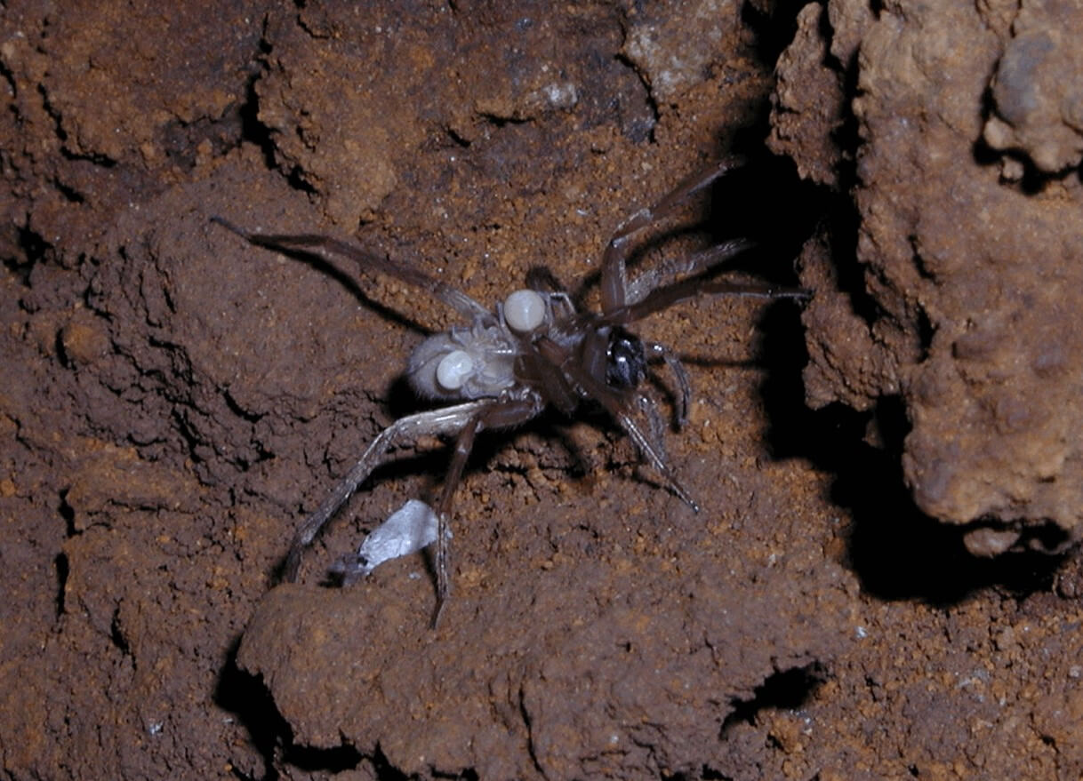 Пещерный паук-волк — один из самых редких в мире. Слепой волк-паук, обитающий в гавайских пещерах. Фото.