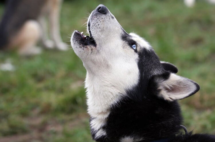 Почему собаки воют в ответ на вой. Ученые связывают вой собак со стрессом и страхом. Фото.