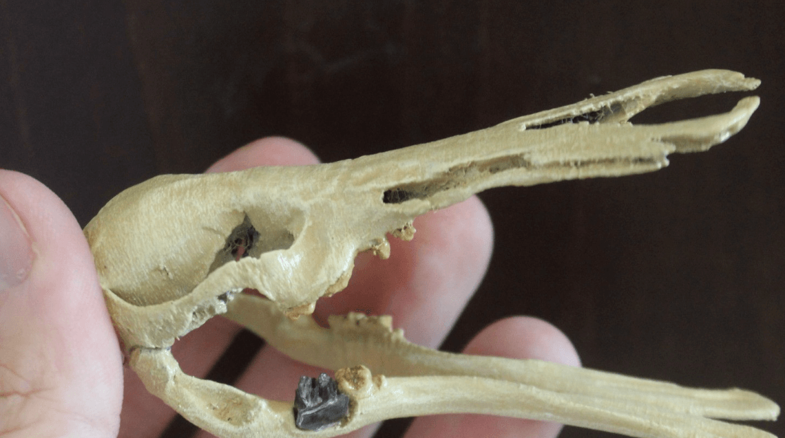 Древнее млекопитающее, заставшее динозавров. Реконструкция челюсти древнего утконоса. Фото.