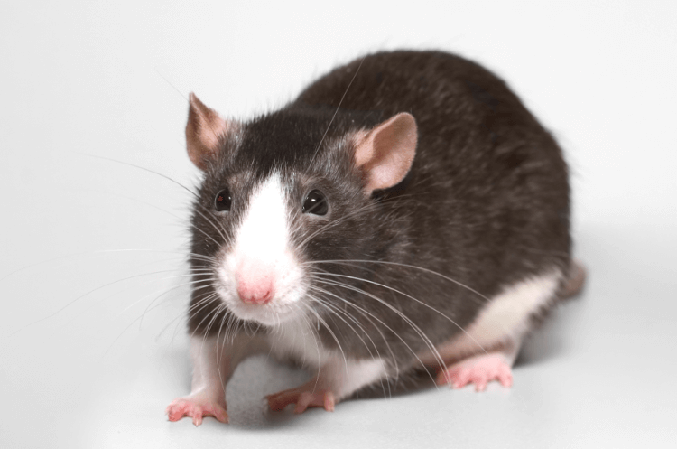 Ученые предлагают есть крыс. Крысы могут стать для людей основным источником мяса. Фото.