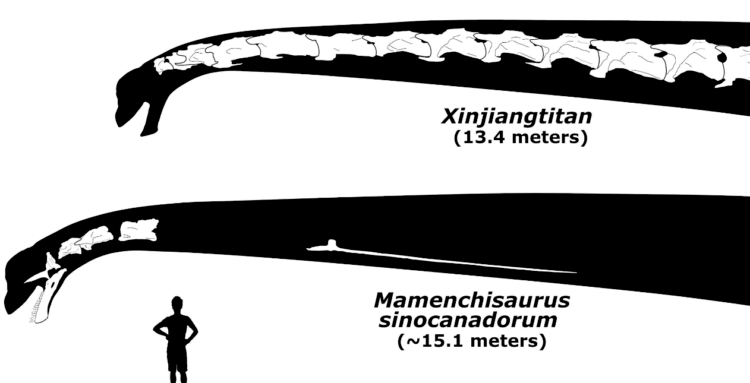 Динозавр с самой длинной шеей. Сравнение длины шеи и количества обнаруженных костей Mamenchisaurus sinocanadorum и его ближайшего родственника Xinjiangtitan shanshanesis. Фото.