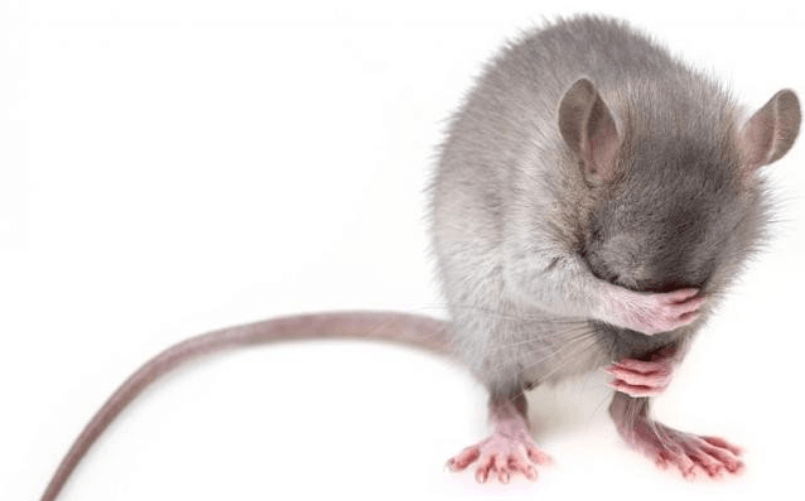 Новый эффективный способ лечения депрессии. Ученые смогли вывести мышей из депрессии при помощи белка GDF11. Фото.