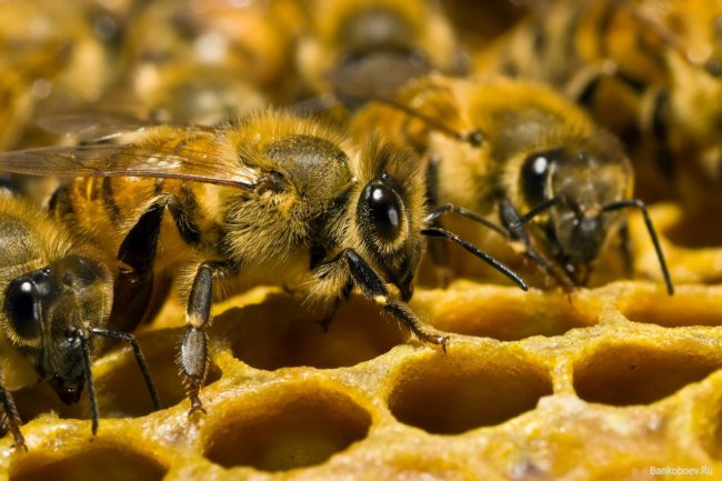 Ученые бьют тревогу: количество пчел уменьшается даже в лесах, нетронутых человеком. Фото.
