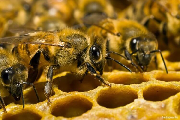 Ученые бьют тревогу: количество пчел уменьшается даже в лесах, нетронутых человеком. Пчелы вымирают не только из-за деятельности человека, их количество стремительно сокращается даже в нетронутых лесах. Фото.