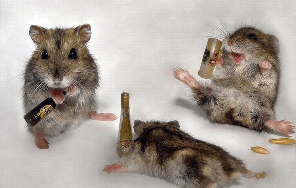 Как гормон отрезвления влияет на организм. Мыши в природе нередко потребляют алкоголь. Фото.