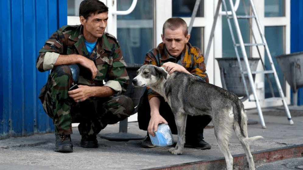 Могли ли чернобыльские собаки мутировать. Работники АЭС прикармливают бродячих собак. Фото.