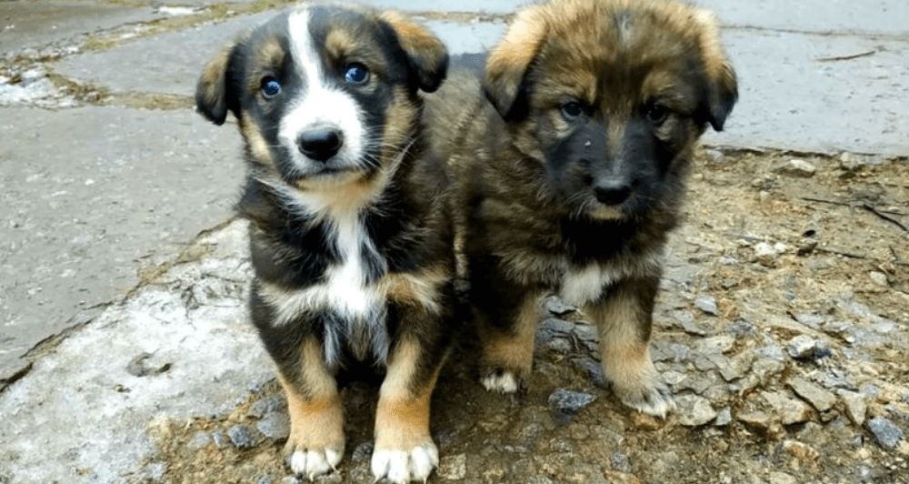 Могли ли чернобыльские собаки мутировать. Нет четких доказательств того, что собаки, живущие возле АЭС, являются потомками собак, переживших катастрофу. Фото.