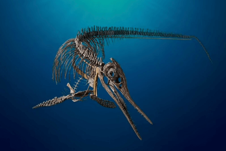 Что представляло собой животное ихтиозавр. Ихтиозавры были самыми хорошо приспособленными к морской жизни рептилиями. Фото.