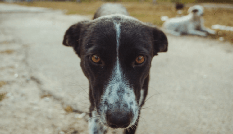 Чернобыльские собаки удивили ученых — что в них необычного? Собаки из чернобыля создали свою уникальную популяцию. Фото.