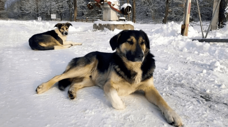 Что произошло с собаками из Чернобыля. Собаки, которые живут на территории АЭС, отличаются от остальных собак из зоны отчуждения. Фото.