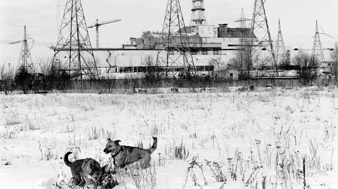 Собаки из Чернобыля не боятся радиации? Собак выжила даже на территории атомной станции, несмотря на высокие дозы радиации. Фото.