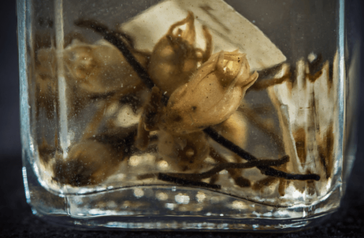 Миграция растения — как тисмия оказалась в Японии. Высушенная Thismia americana, вымершая более 100 лет назад, сохранилась в музее. Фото.