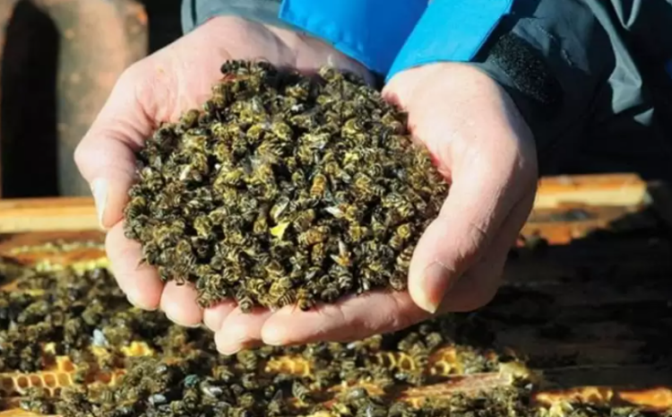 Ученые бьют тревогу: количество пчел уменьшается даже в лесах, нетронутых человеком
