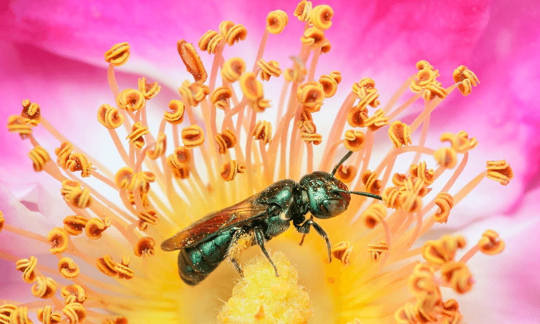 Почему вымирают пчелы? Пчелы мелкие плотники вымирают быстрее остальных пчел в лесах Джорджии. Фото.