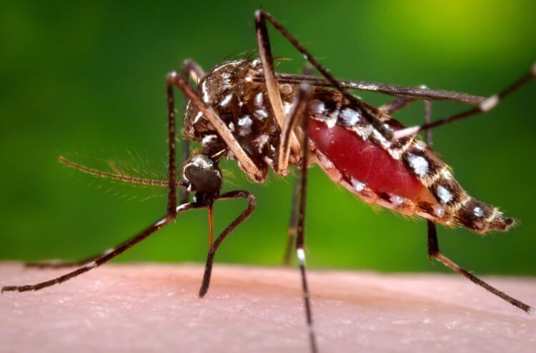 Как передается лихорадка Денге. Распространителями лихорадки Денге являются желтолихорадочные комары. Фото.
