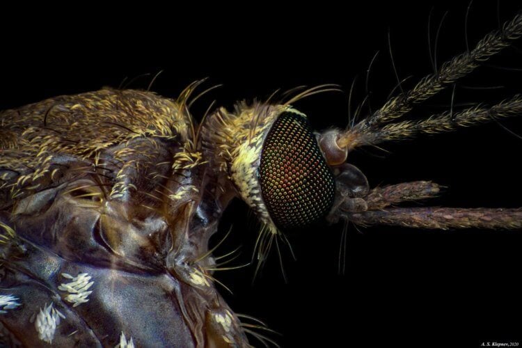 Как передается лихорадка Денге. Голова комара под микроскопом. Фото.