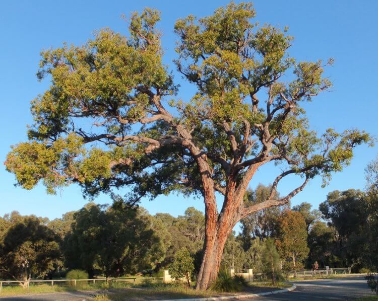 В деревьях Австралии содержится золото. Как такое возможно?