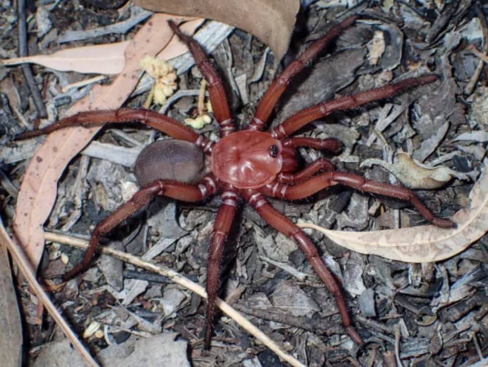 В Австралии найден новый вид пауков. Пауки вида Euoplos dignitas крупные и имеют красноватый оттенок. Фото.