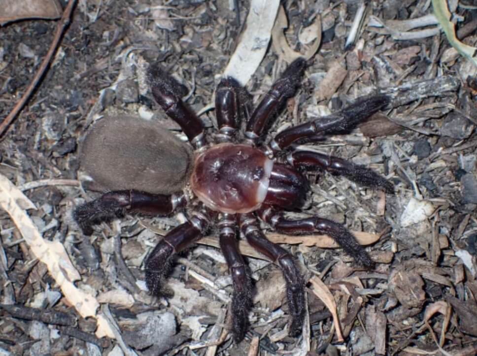 Ученые открыли новый вид пауков, внешность которых вызовет у вас панику. В Австралии нашли еще один вид страшных пауков. Фото.