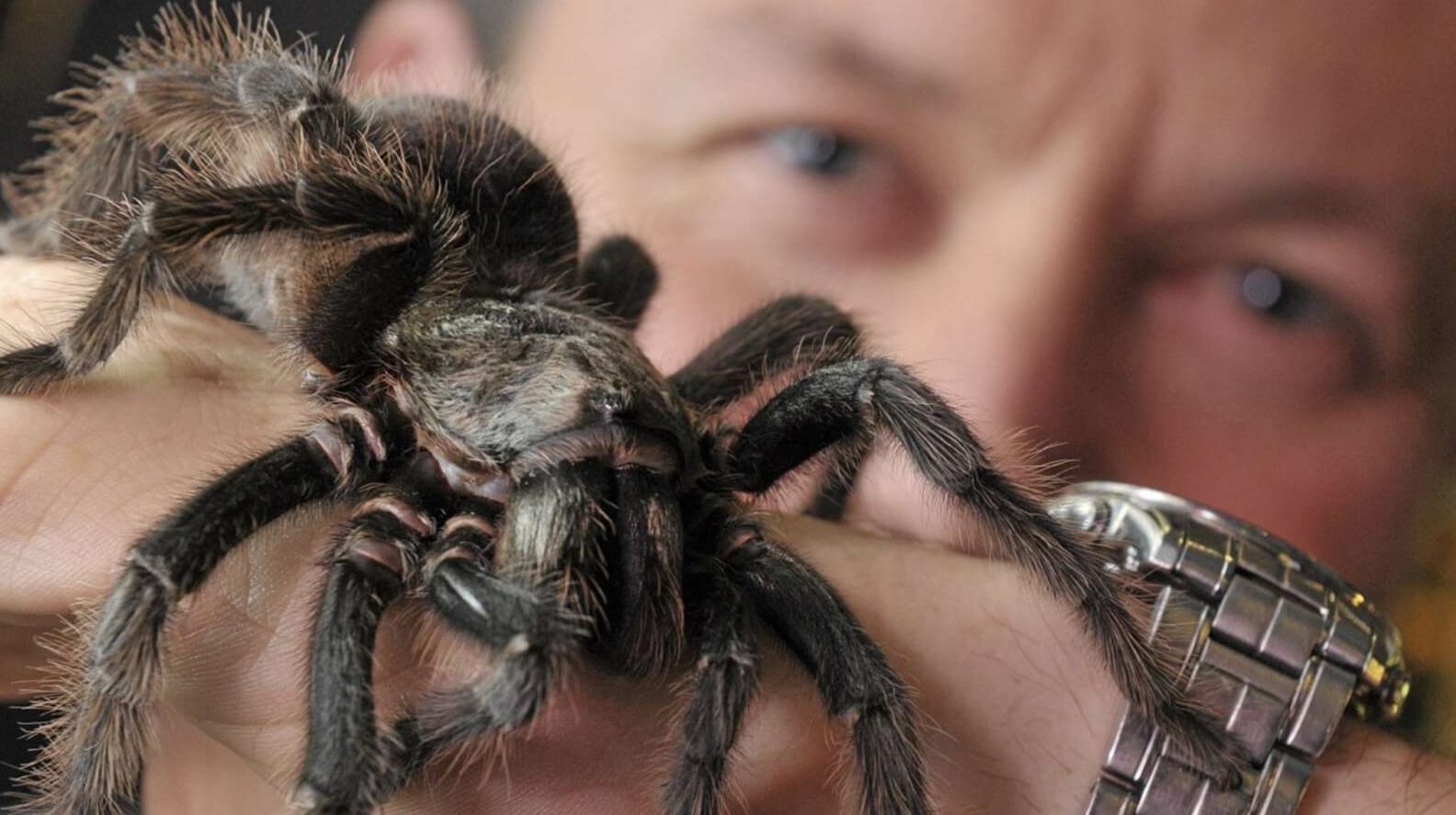 Как часто кусают пауки. Некоторые люди пауков не боятся и даже содержат их в качестве домашних животных. Фото.