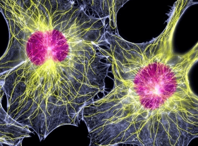 Как ученые создали яйцеклетку из мужских клеток. Для получения яйцеклеток ученые отредактировали клетки-фибропласты. Фото.