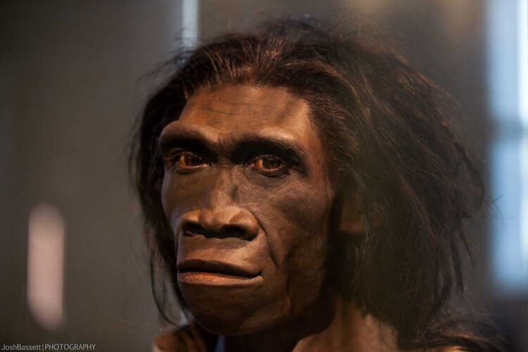 Гипотеза охлаждения тела. Древний человек вида Homo erectus. Фото.
