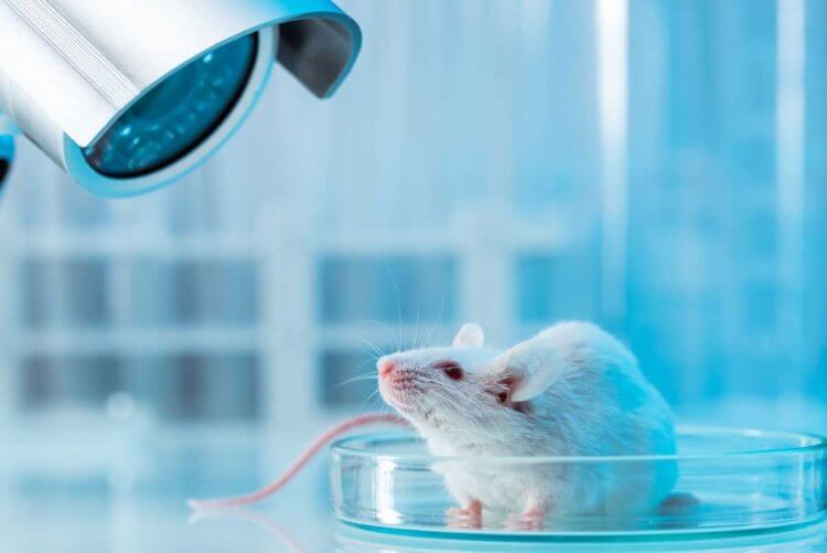 Почему бактерии повышают эффективность терапии против рака. Исследование на мышах показало, что гетероауксин повышает эффективность лечения любого рака. Фото.