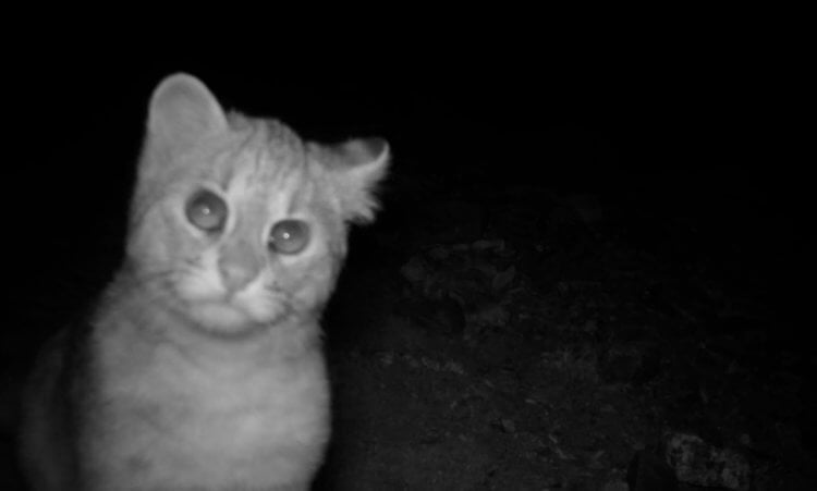 Дикие кошки в Корее. Дикая кошка, снятая на камеру ночного видения. Фото.