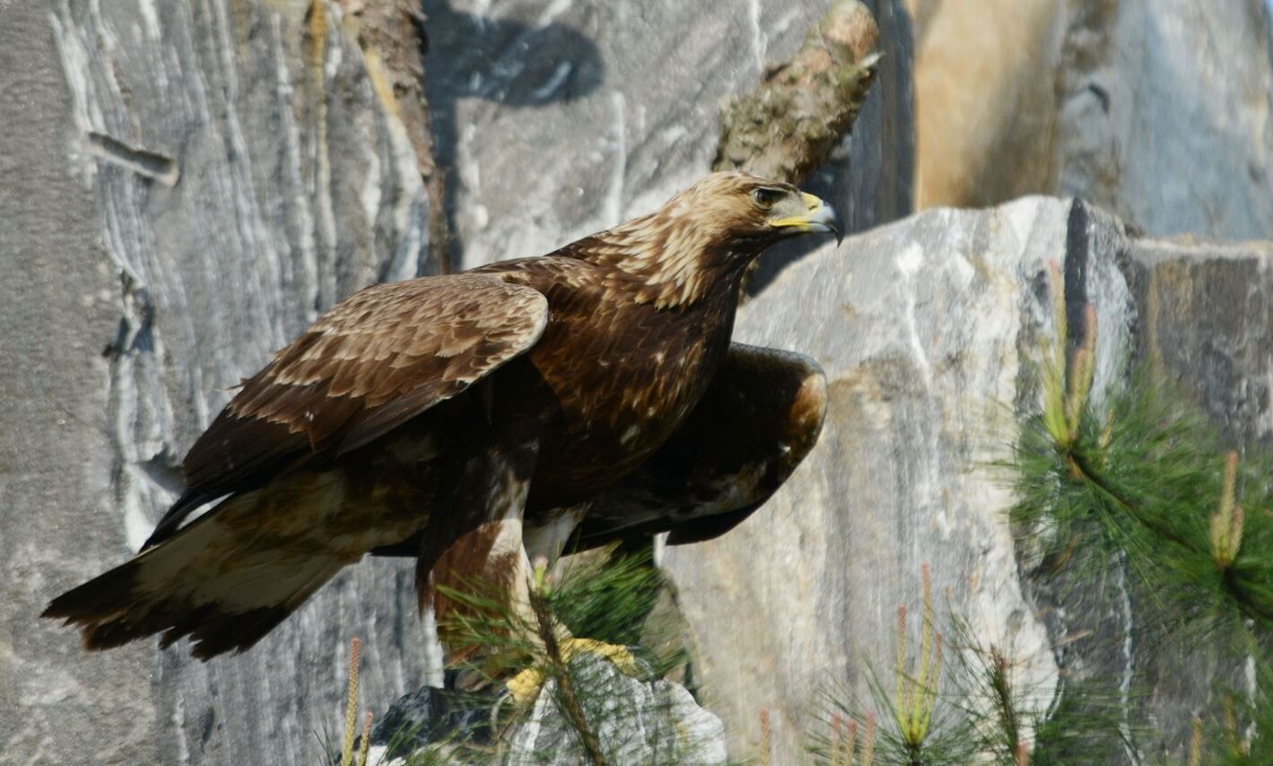 Беркут — золотой орел. Орел, замеченный в демилитаризированной зоне Кореи. Фото.