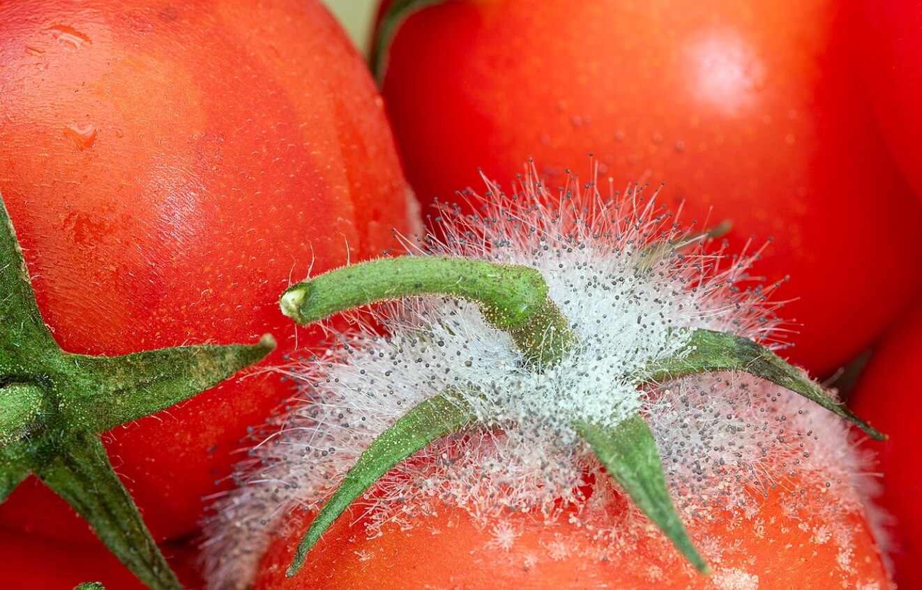 Можно ли срезать плесень с продуктов. Заплесневевшие помидоры лучше сразу выбросить. Фото.