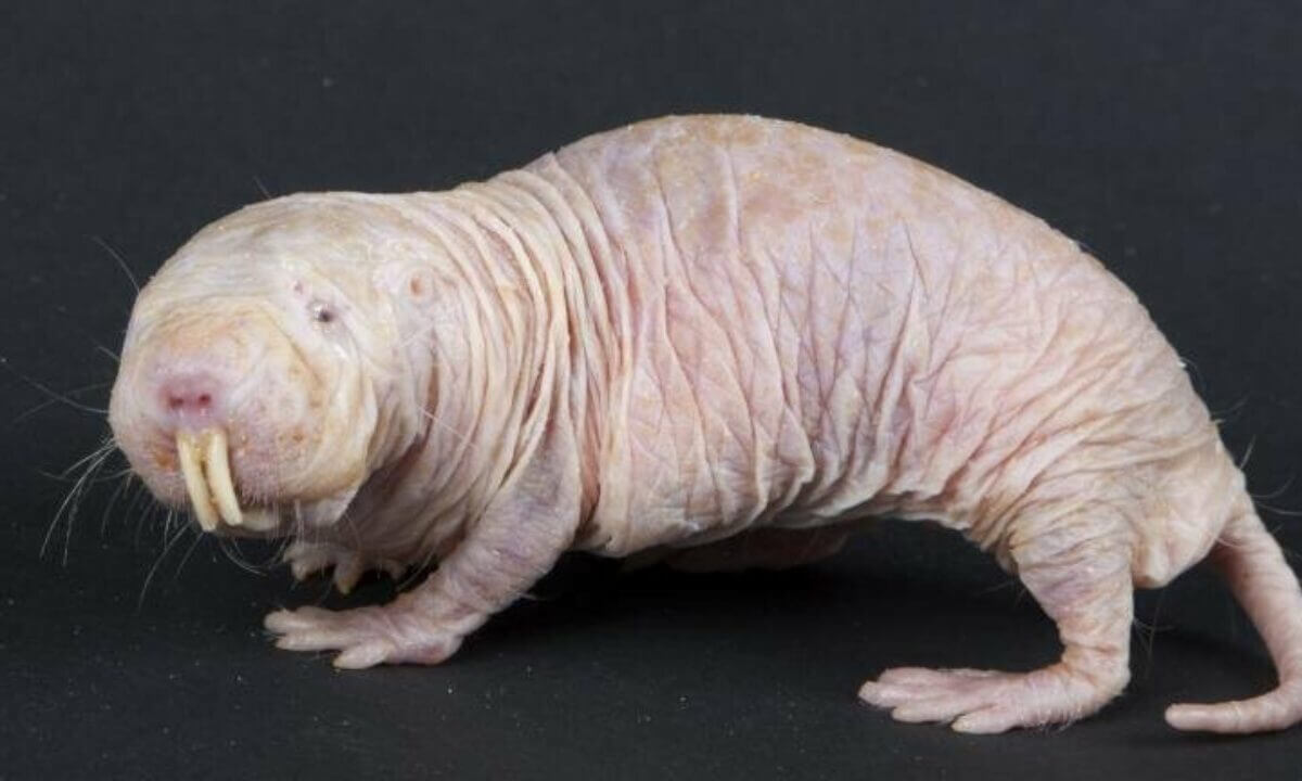 Устойчивость голых землекопов к раку зависит от внутренней среды организма. Фото.