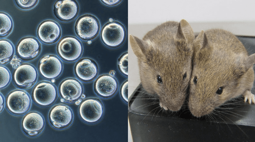 Мыши, рожденные от двух отцов, получились абсолютно здоровыми. Ученые вырастили мышей, рожденных из клеток двух самцов. Фото.