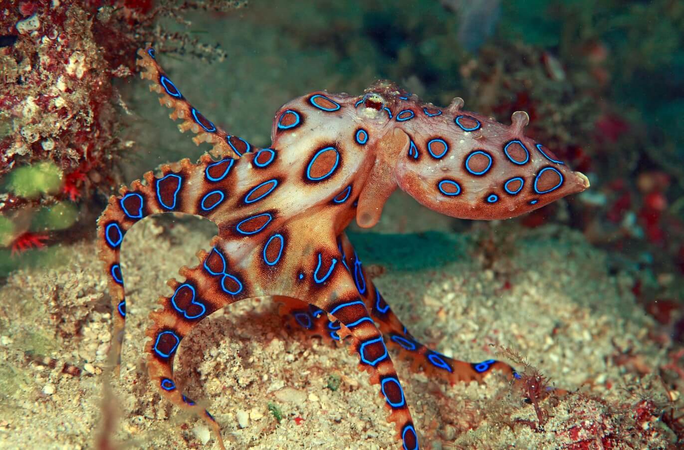 Самые ядовитые осьминоги в мире. Синекольчатые осьминоги своей яркой окраской показывают, что с ними лучше не связываться. Фото.