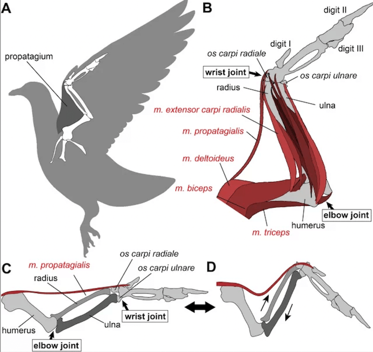 Почему летают птицы и что роднит их с нелетающими динозаврами